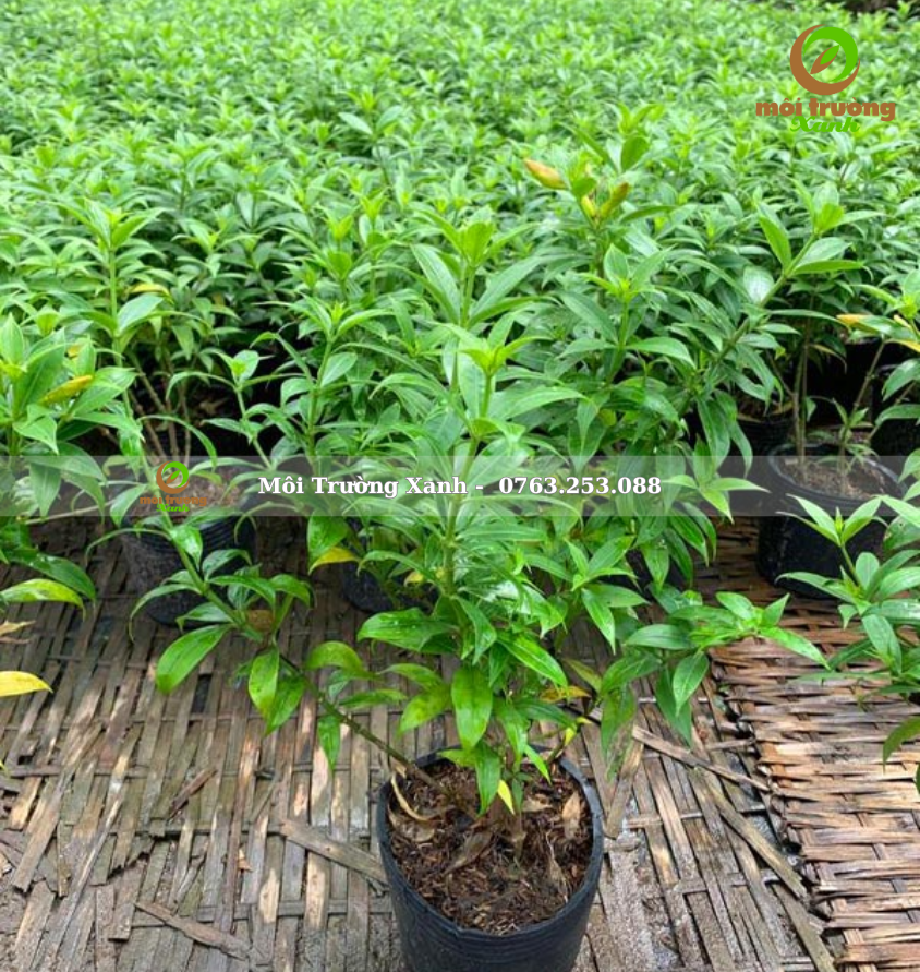 cây huỳnh anh - môi trường xanh