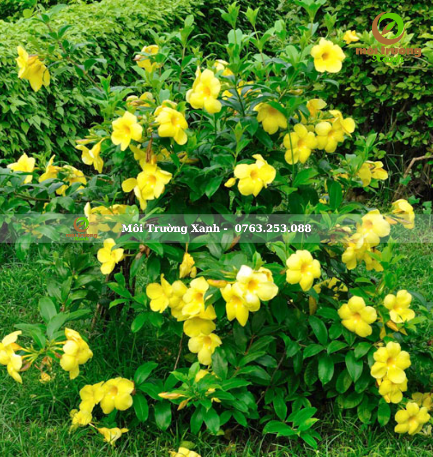 cây huỳnh anh - môi trường xanh