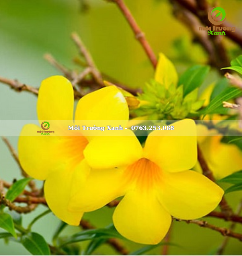 cây huỳnh anh vàng - môi trường xanh