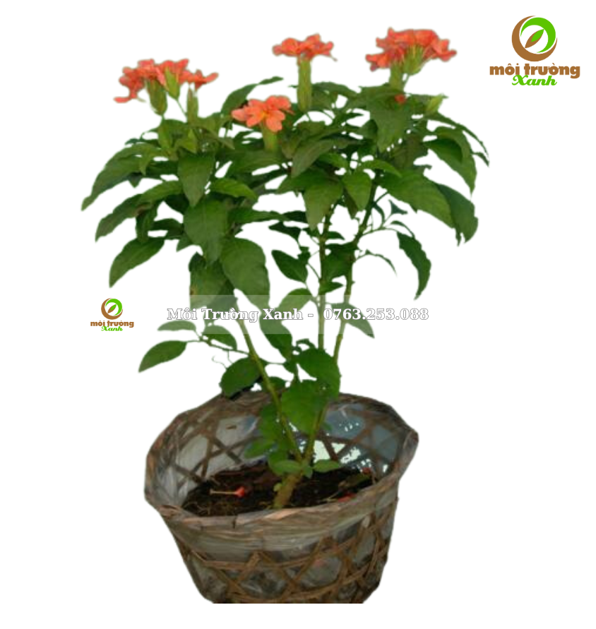 cây kim đồng cam - môi trường xanh 