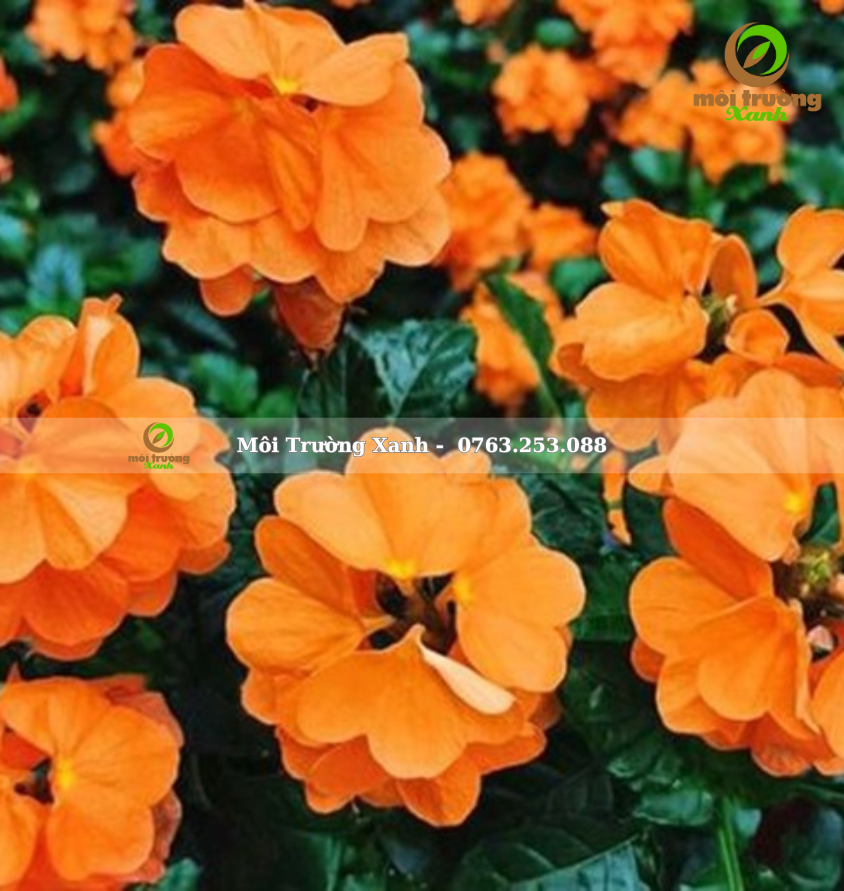 cây kim đồng cam - môi trường xanh 