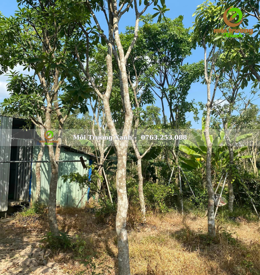 cây lộc vừng - môi trường xanh 