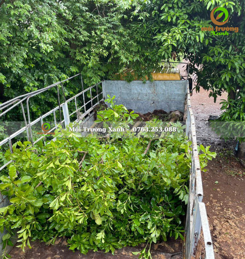 cây lộc vừng - môi trường xanh 