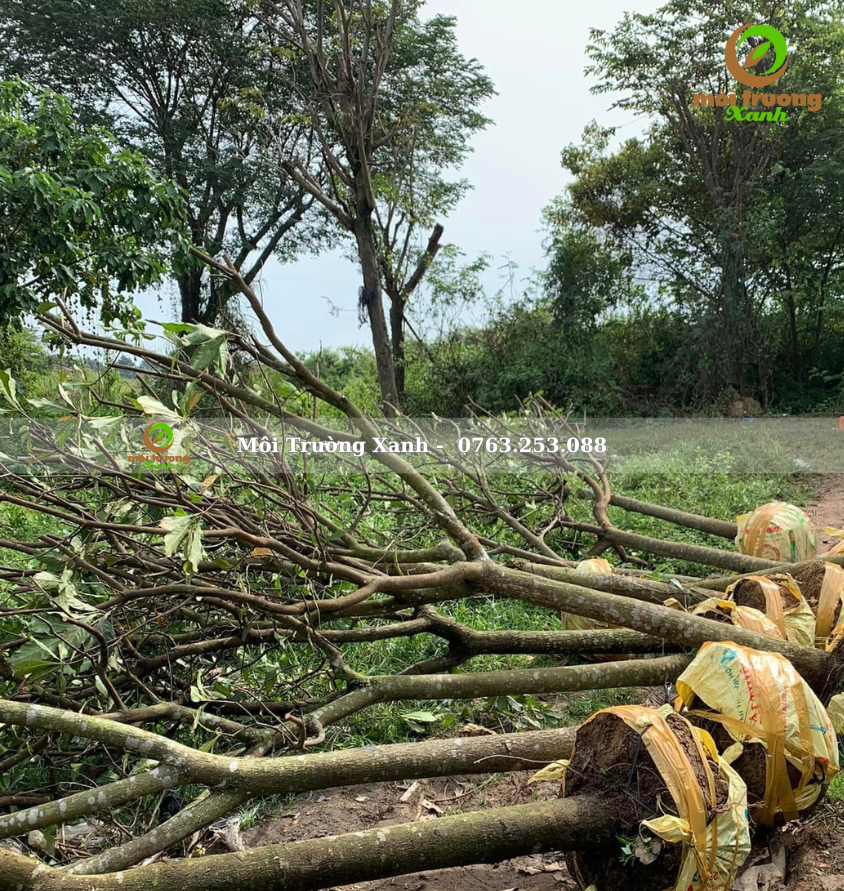 cây lộc vừng - môi trường xanh 