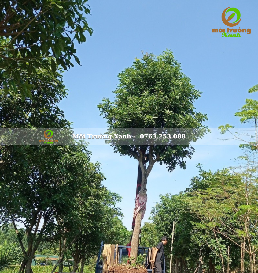 cây lộc vừng - môi trường xanh 