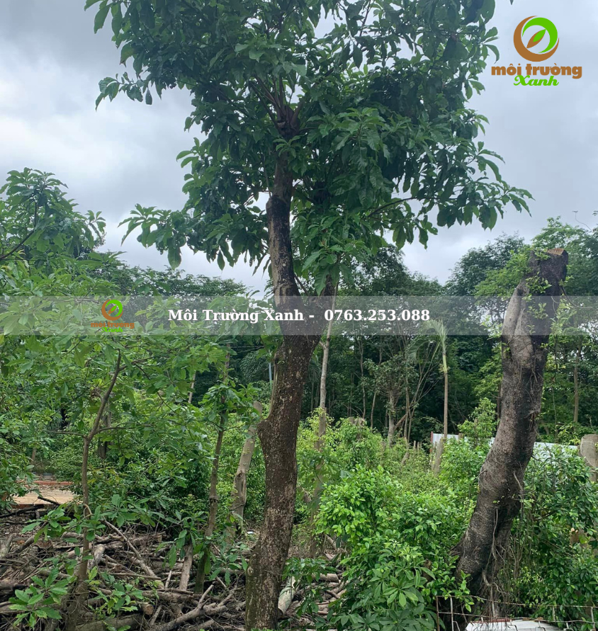 cây lộc vừng - môi trường xanh 