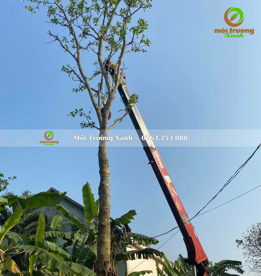 cây lộc vừng - môi trường xanh 