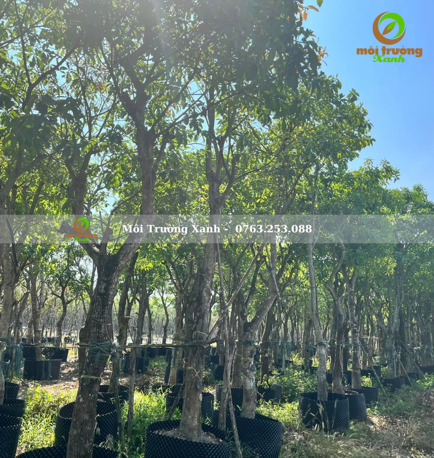 cây lộc vừng - môi trường xanh 