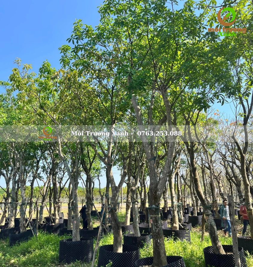 cây lộc vừng - môi trường xanh 