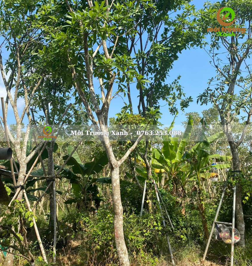 cây lộc vừng - môi trường xanh 