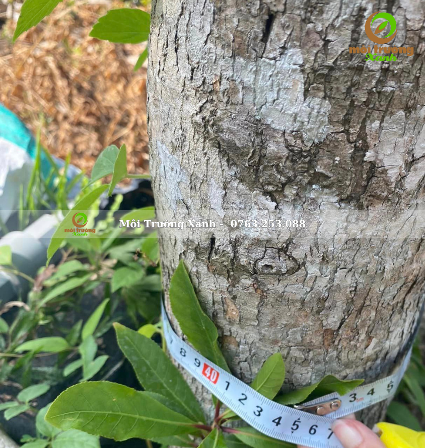 cây lộc vừng - môi trường xanh 