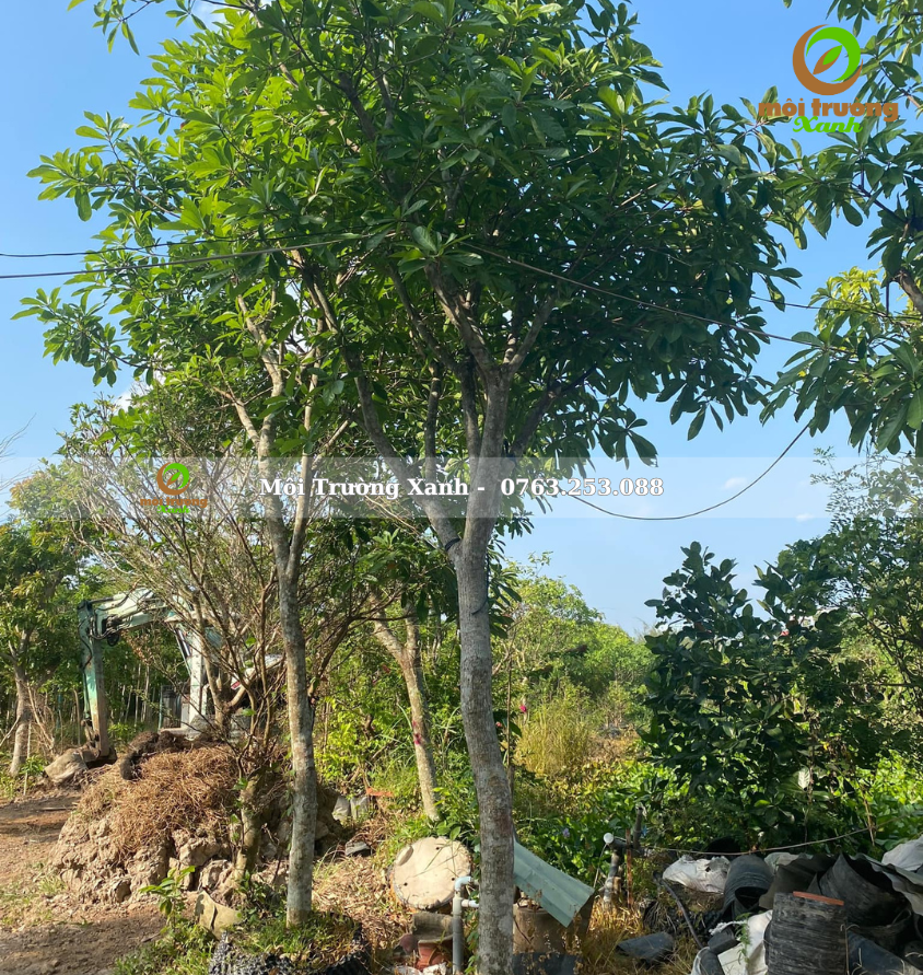 cây lộc vừng - môi trường xanh 