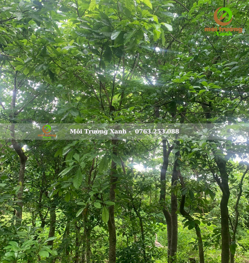 cây lộc vừng - môi trường xanh 