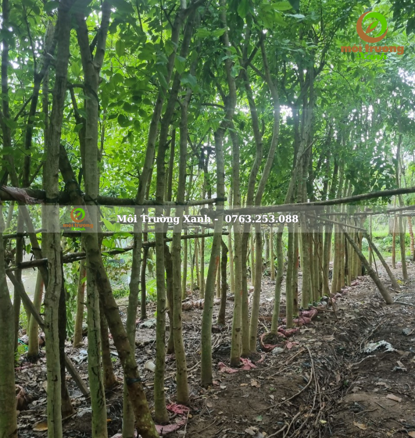 cây muồng hoàng yến - môi trường xanh (2)