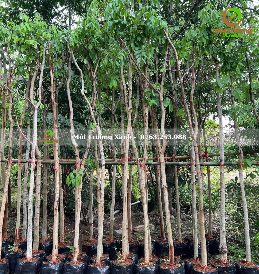 cây muồng hoàng yến - môi trường xanh (2)