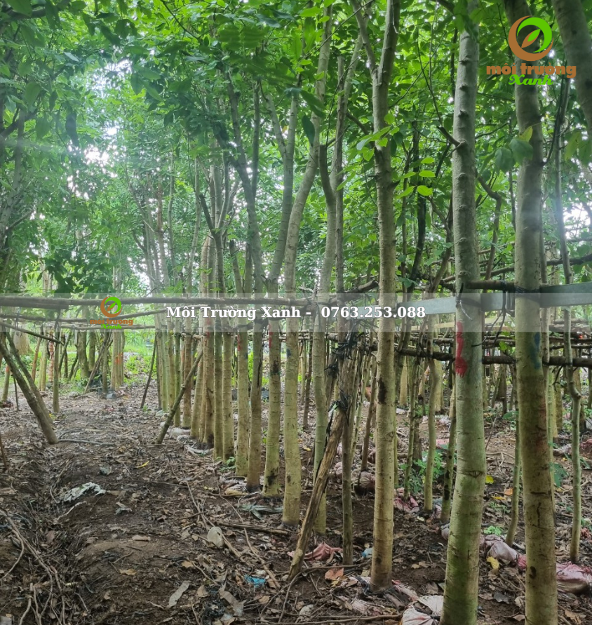 cây muồng hoàng yến - môi trường xanh (2)