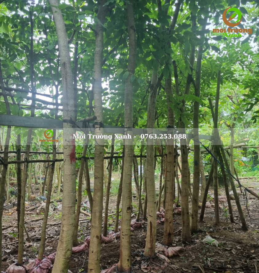 cây muồng hoàng yến - môi trường xanh (2)