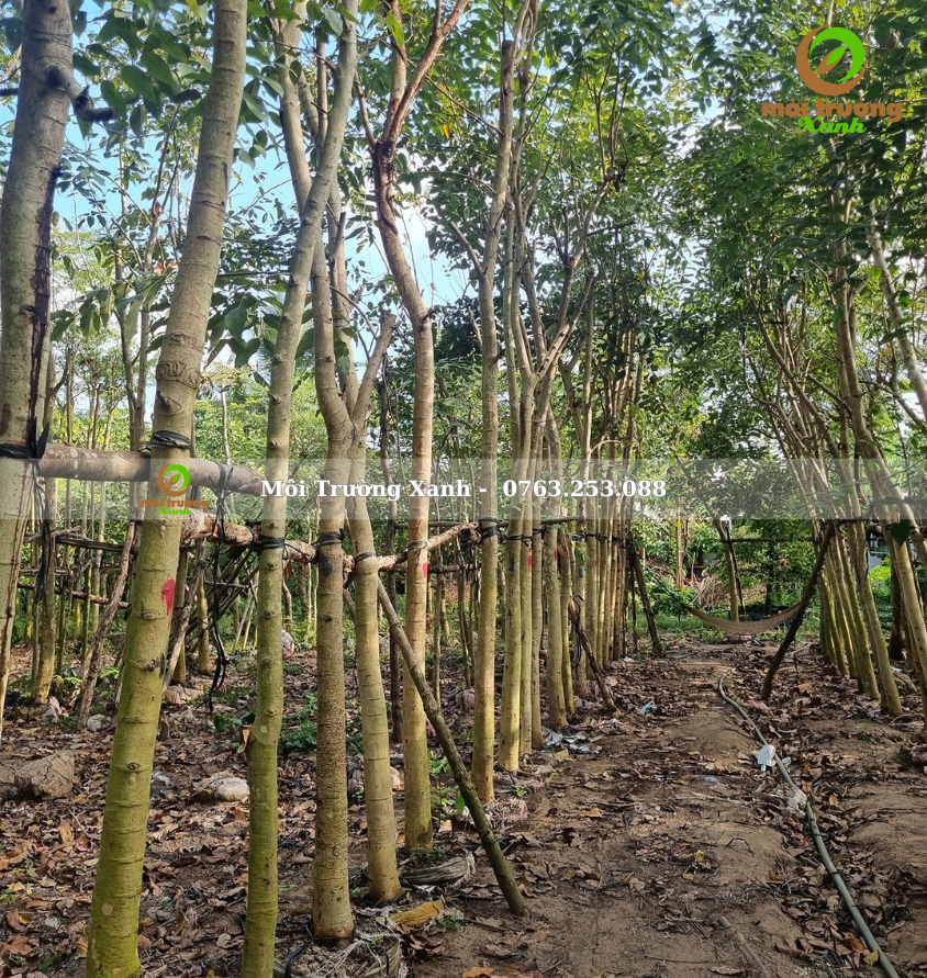 cây muồng hoàng yến - môi trường xanh (2)