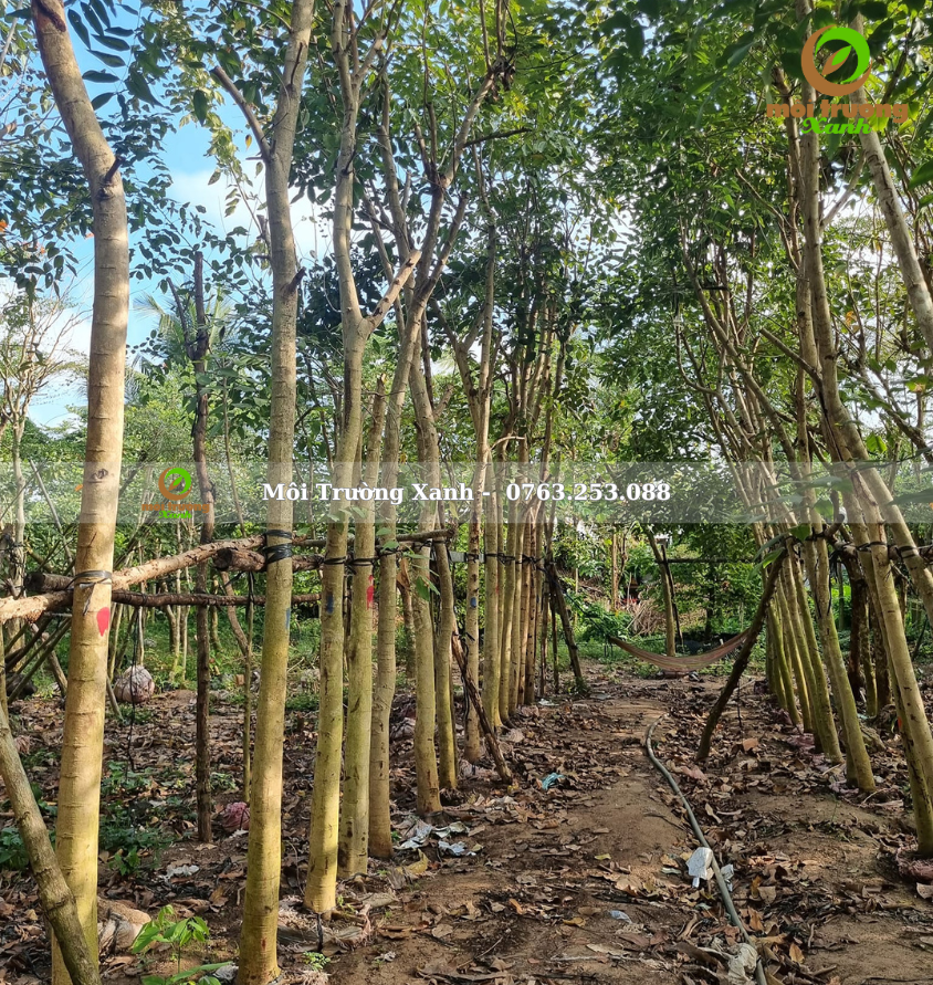 cây muồng hoàng yến - môi trường xanh (2)