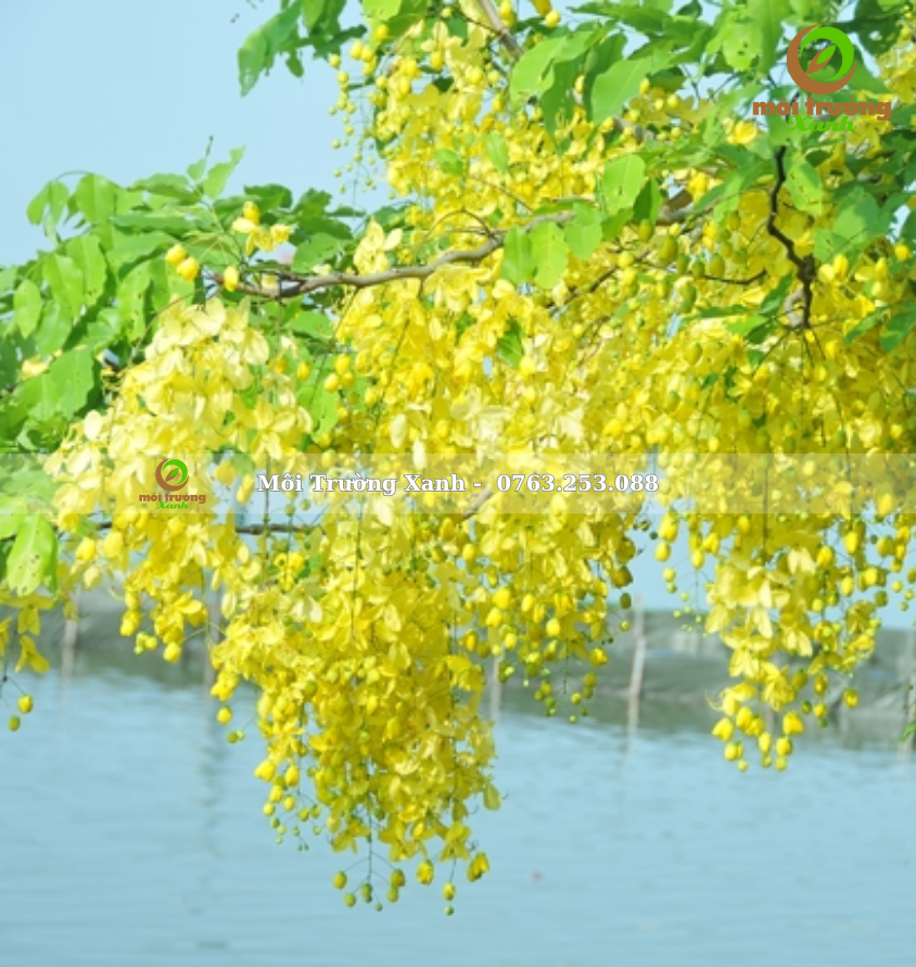 cây muồng hoàng yến - môi trường xanh (2)