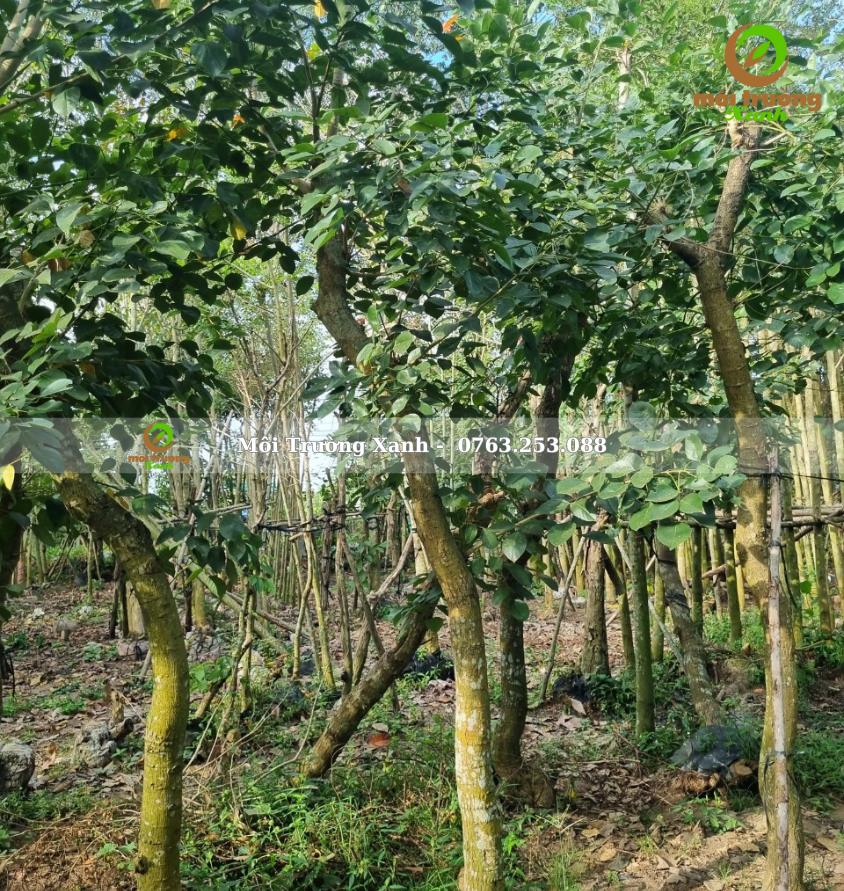 cây osaka đỏ - môi trường xanh (2)