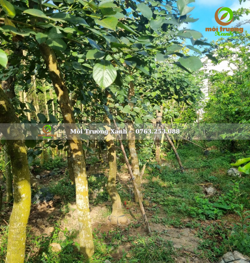 cây osaka đỏ - môi trường xanh (2)