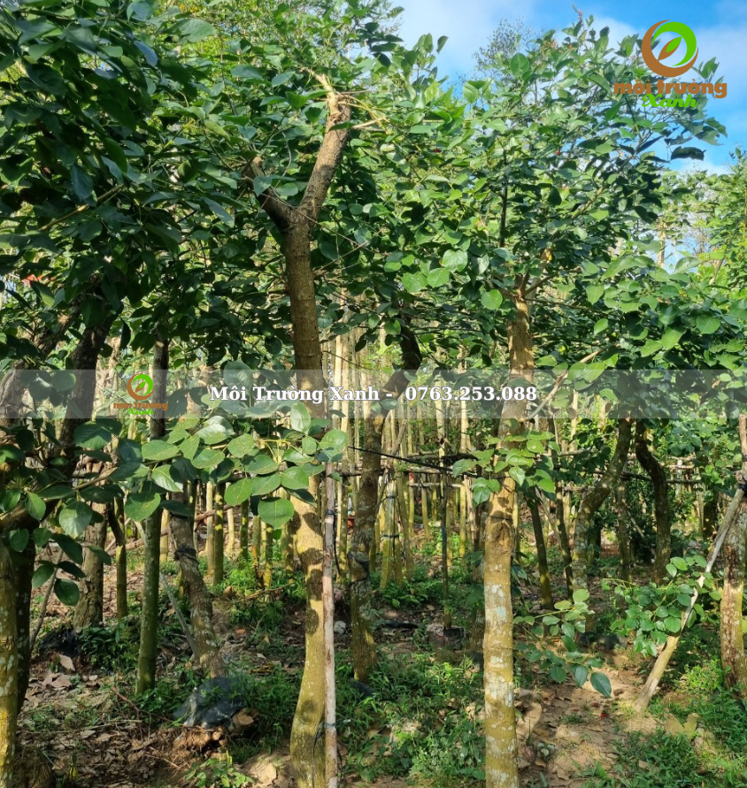 cây osaka đỏ - môi trường xanh (2)