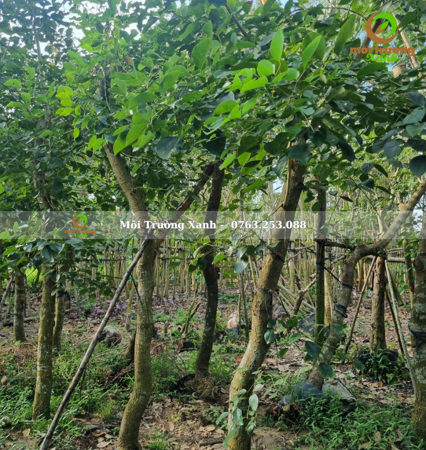 cây osaka đỏ - môi trường xanh (2)