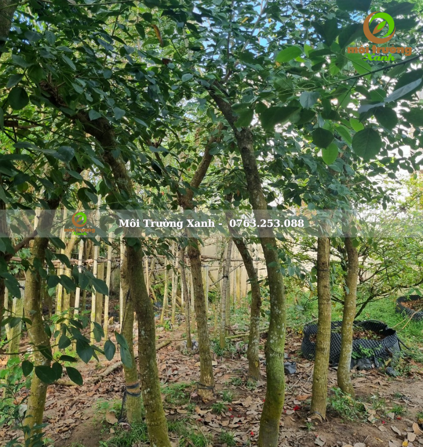 cây osaka đỏ - môi trường xanh (2)