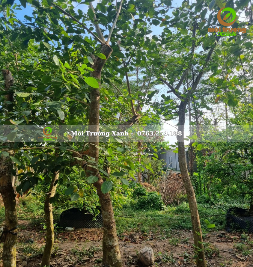 cây osaka đỏ - môi trường xanh (2)