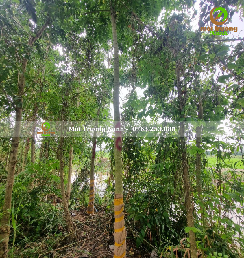 cây sò đo cam - môi trường xanh 