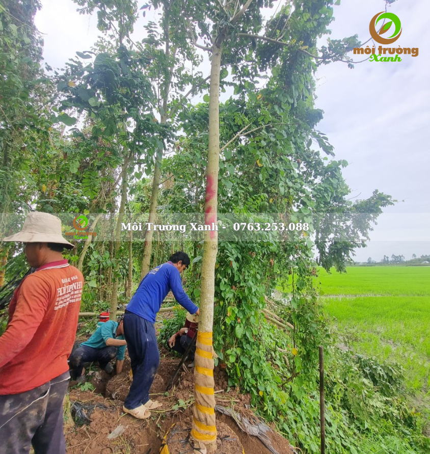 cây sò đo cam - môi trường xanh 