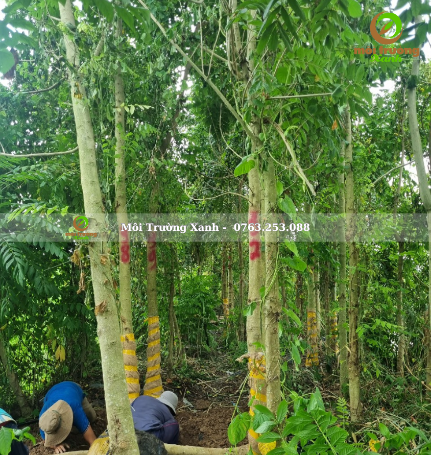 cây sò đo cam - môi trường xanh 