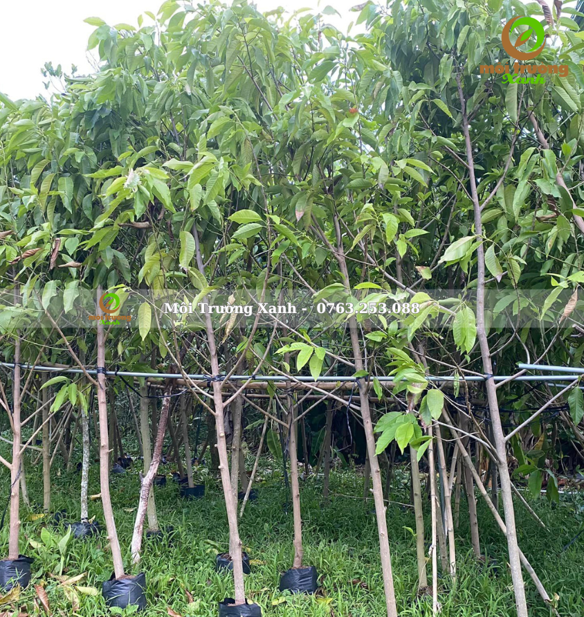 cây sứ ngọc lan - môi trường xanh 