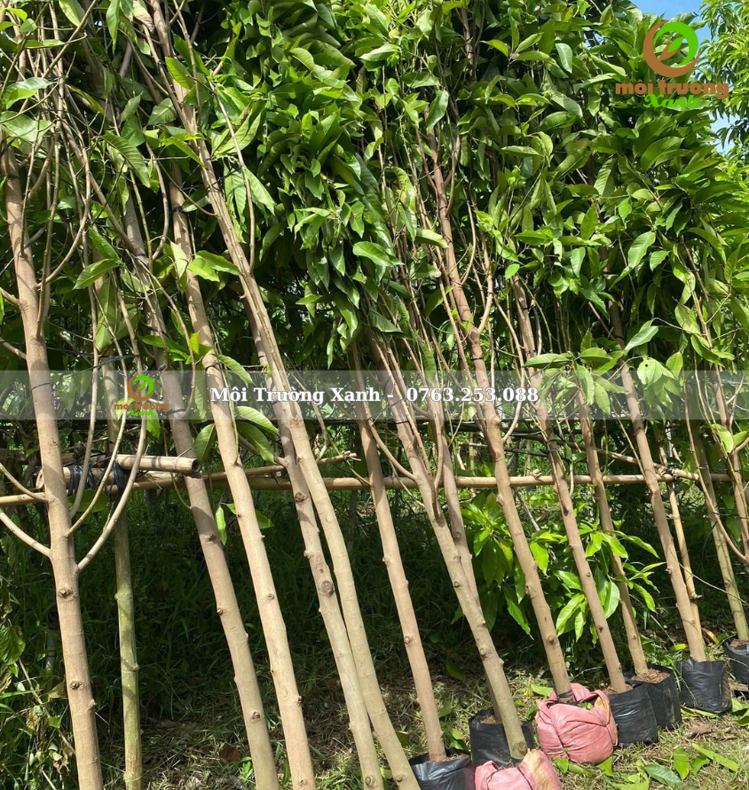 cây sứ ngọc lan - môi trường xanh 