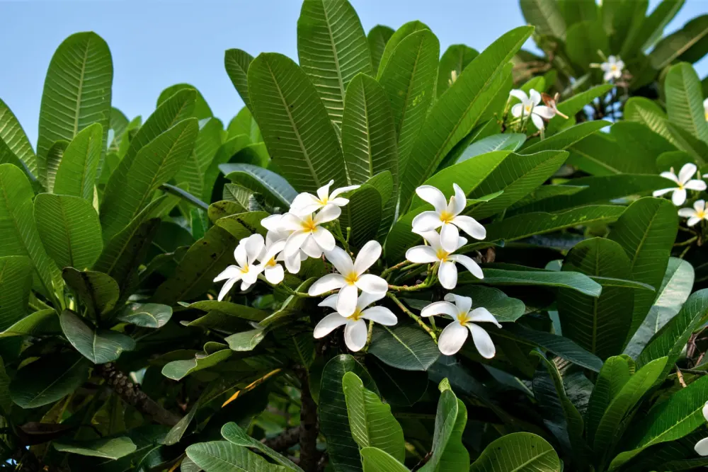 Cây sứ trắng - môi trường xanh