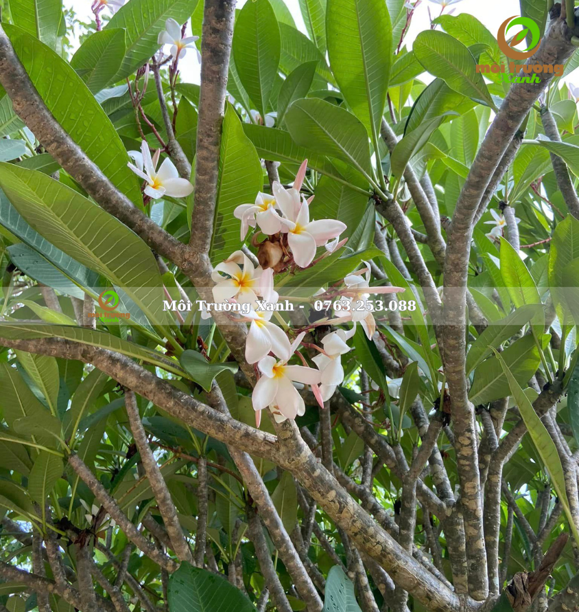 cây sứ trắng - môi trường xanh 