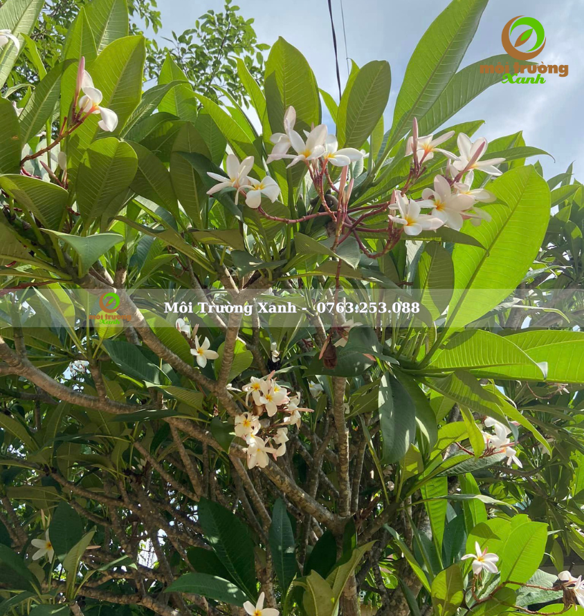 cây sứ trắng - môi trường xanh 