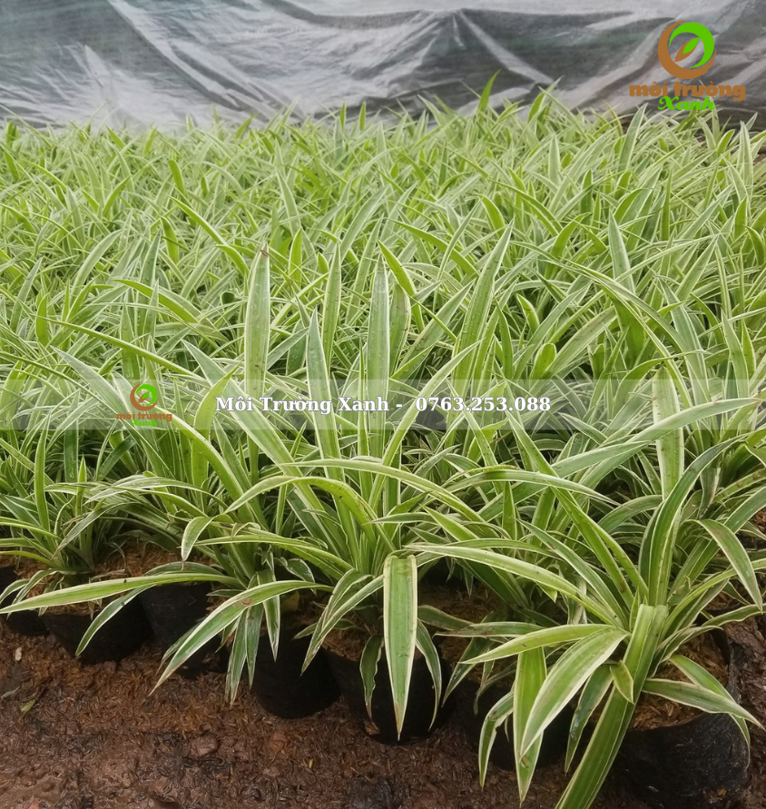cỏ lan chi - môi trường xanh 