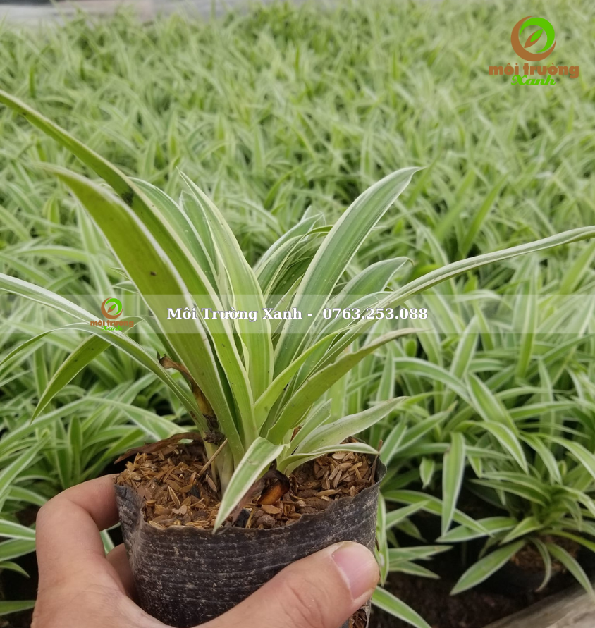 cỏ lan chi - môi trường xanh 