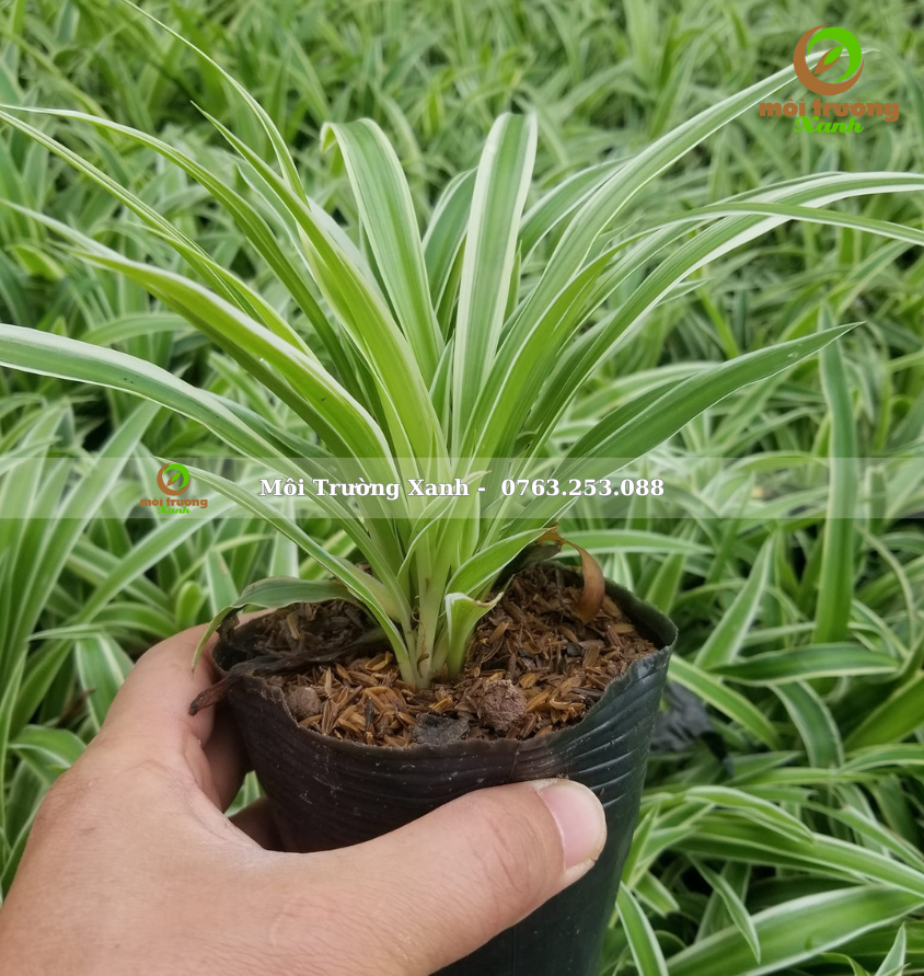 cỏ lan chi - môi trường xanh 