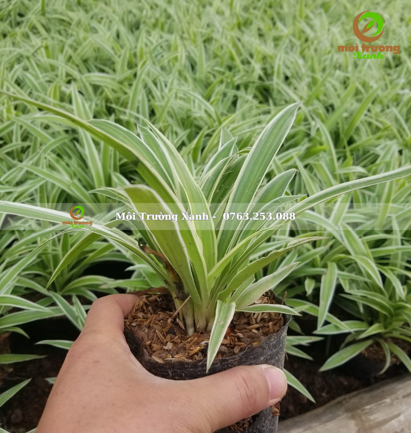 cỏ lan chi - môi trường xanh 
