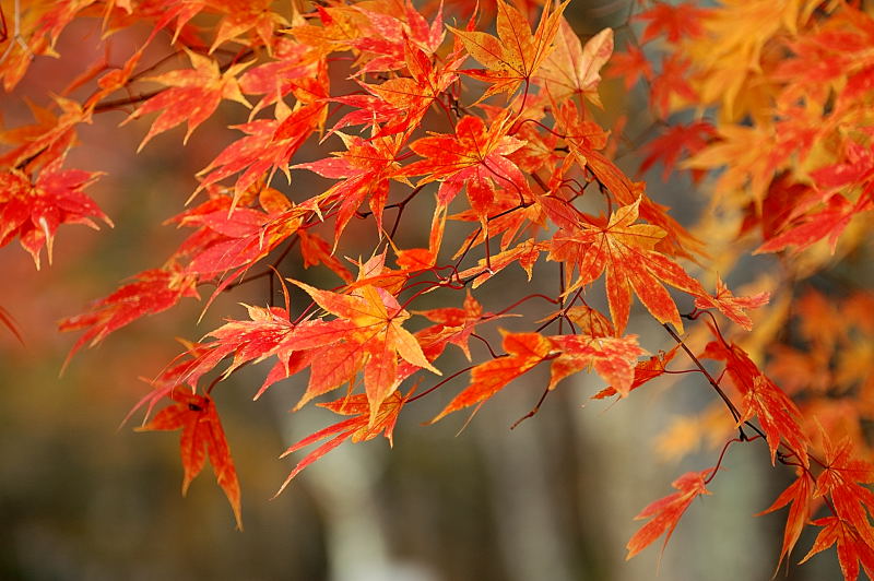 mua cay phong la do 1