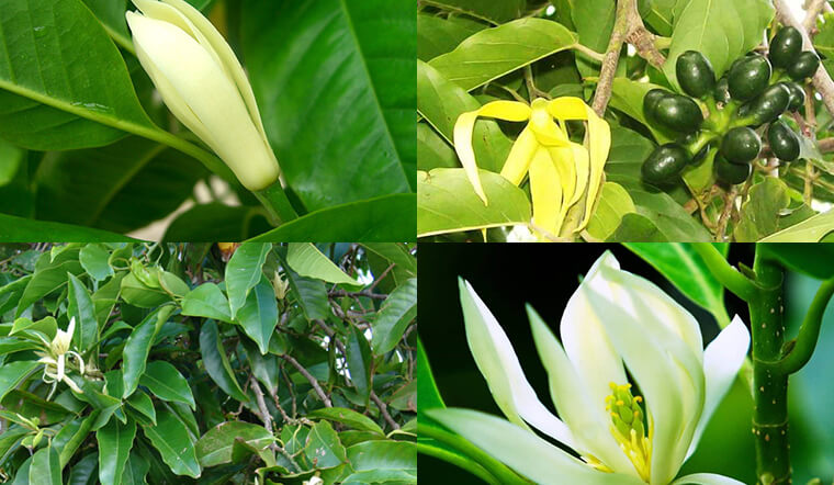 y nghia va cach trong cay ngoc lan tot cho phong thuy 202206031053105948