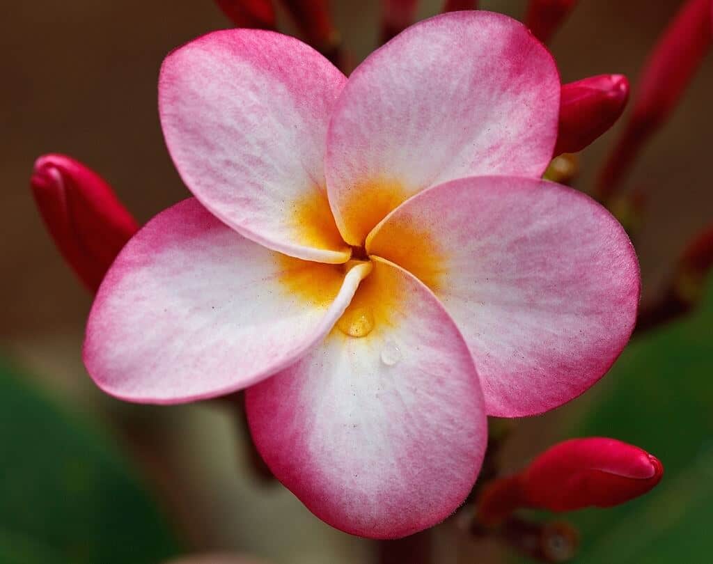 CÂY SỨ ĐỎ - MÔI TRƯỜNG XANH