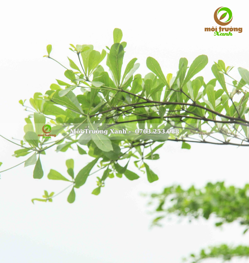 CÂY BÀNG ĐÀI LOAN - môi trường xanh