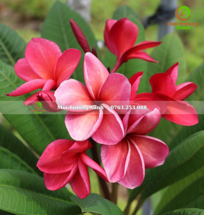 CÂY SỨ ĐỎ - môi trường xanh