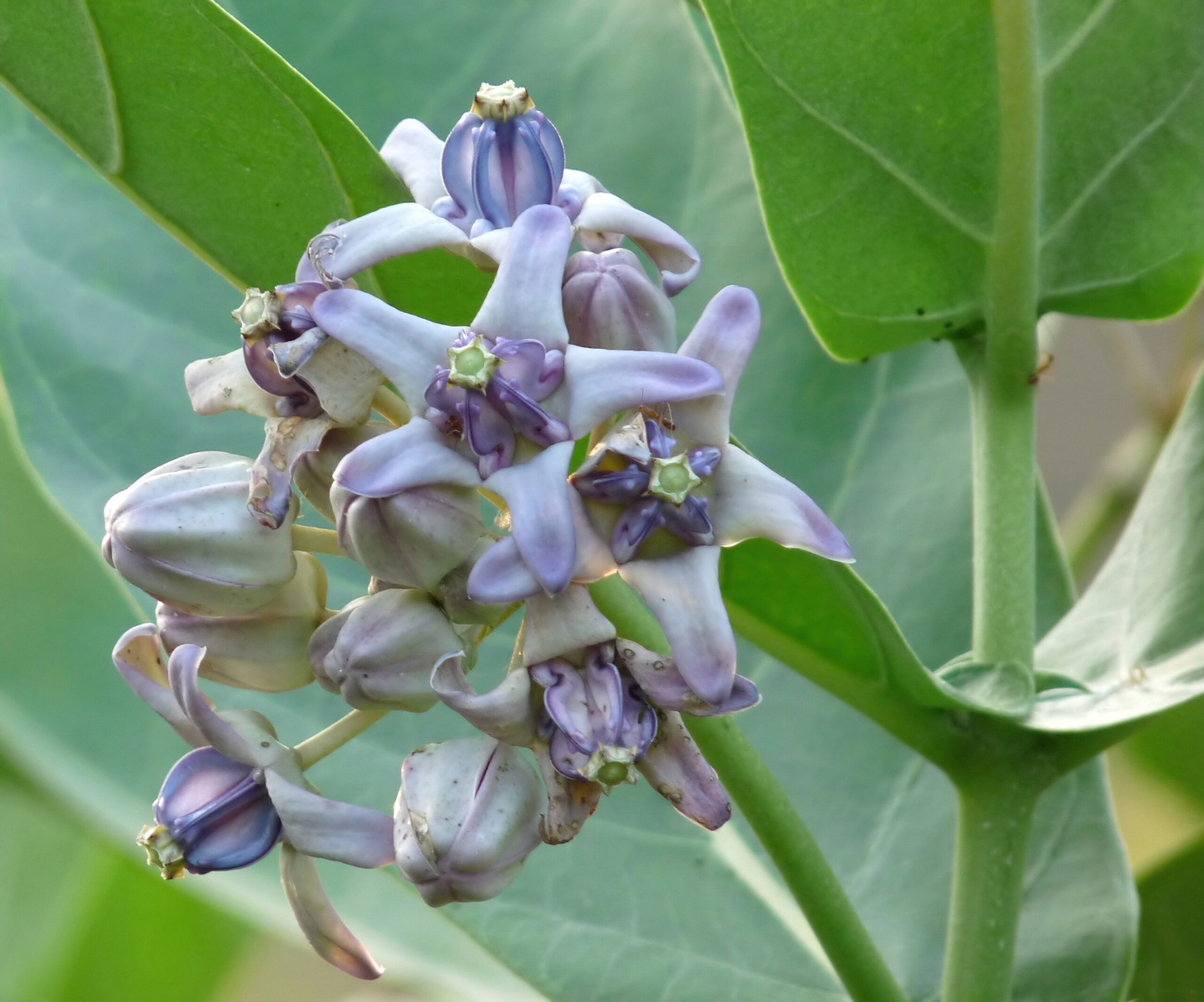 Calotropis gigantea scaled
