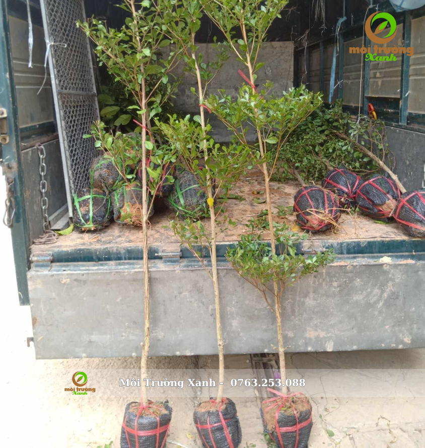 Cây bàng đài loan cao 2-2.5m - môi trường xanh