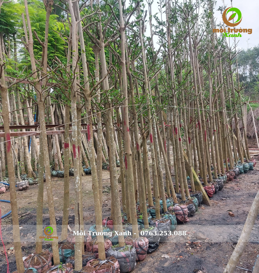 Cây bàng đài loan cao 3 - 4m - môi trường xanh